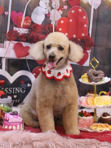 20250215チロくん